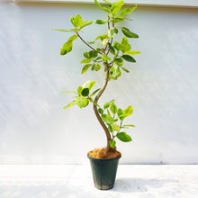 画像をギャラリービューアに読み込む, 【一点物】フィカス・アルテシーマ 10号 高さ 約170cm No.121 沖縄の観葉植物