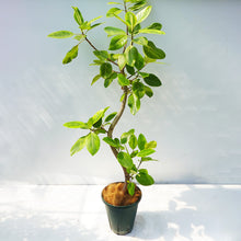 画像をギャラリービューアに読み込む, 【一点物】フィカス・アルテシーマ 10号 高さ 約170cm No.121 沖縄の観葉植物