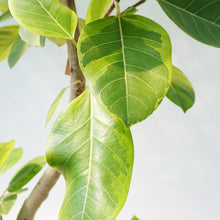 画像をギャラリービューアに読み込む, 【一点物】フィカス・アルテシーマ 10号 高さ 約170cm No.121 沖縄の観葉植物