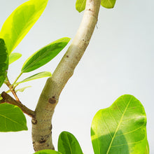 画像をギャラリービューアに読み込む, 【一点物】フィカス・アルテシーマ 10号 高さ 約170cm No.121 沖縄の観葉植物