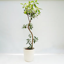画像をギャラリービューアに読み込む, 【一点物】フランスゴム 8号 高さ約150cm 沖縄の観葉植物 No.527