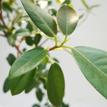 画像をギャラリービューアに読み込む, 【一点物】フランスゴム 8号 高さ約150cm 沖縄の観葉植物 No.527