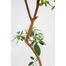 画像をギャラリービューアに読み込む, 【一点物】フランスゴム 8号 高さ約150cm 沖縄の観葉植物 No.527