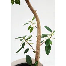 画像をギャラリービューアに読み込む, 【一点物】フランスゴム 8号 高さ約150cm 沖縄の観葉植物 No.527