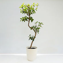 画像をギャラリービューアに読み込む, 【一点物】フランスゴム 8号 高さ約150cm 沖縄の観葉植物 No.524