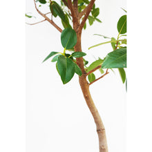 画像をギャラリービューアに読み込む, 【一点物】フランスゴム 8号 高さ約150cm 沖縄の観葉植物 No.524