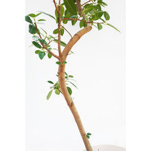 画像をギャラリービューアに読み込む, 【一点物】フランスゴム 8号 高さ約150cm 沖縄の観葉植物 No.524