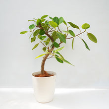 画像をギャラリービューアに読み込む, 【一点物】フィカス・アルテシーマ 8号 沖縄の観葉植物 高さ約140cm No.130