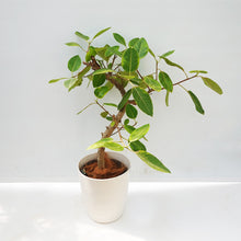 画像をギャラリービューアに読み込む, 【一点物】フィカス・アルテシーマ 8号 沖縄の観葉植物 高さ約140cm No.130