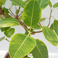 画像をギャラリービューアに読み込む, 【一点物】フィカス・アルテシーマ 8号 沖縄の観葉植物 高さ約140cm No.130