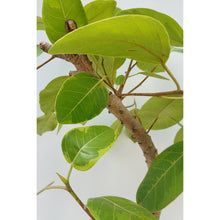 画像をギャラリービューアに読み込む, 【一点物】フィカス・アルテシーマ 8号 沖縄の観葉植物 高さ約140cm No.130