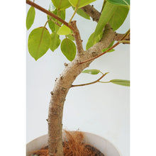 画像をギャラリービューアに読み込む, 【一点物】フィカス・アルテシーマ 8号 沖縄の観葉植物 高さ約140cm No.130