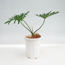 画像をギャラリービューアに読み込む, 【一点物】フィロデンドロン・セローム 9号 高さ約80~100cm 沖縄の観葉植物 No.187