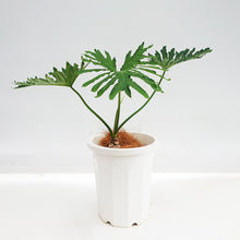 画像をギャラリービューアに読み込む, 【一点物】フィロデンドロン・セローム 9号 高さ約80~100cm 沖縄の観葉植物 No.187