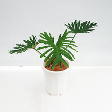 画像をギャラリービューアに読み込む, 【一点物】フィロデンドロン・セローム 9号 高さ約80~100cm 沖縄の観葉植物 No.187