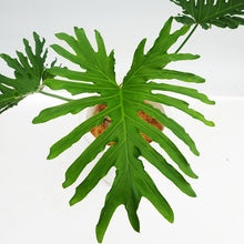 画像をギャラリービューアに読み込む, 【一点物】フィロデンドロン・セローム 9号 高さ約80~100cm 沖縄の観葉植物 No.187