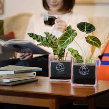 画像をギャラリービューアに読み込む, 【土を使わない観葉植物】テーブルプランツ キューブ (Table Plants CUBE) ペペロミア・サンデルシー(スイカぺぺ)