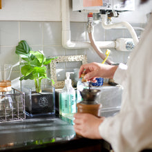 画像をギャラリービューアに読み込む, 【土を使わない観葉植物】テーブルプランツ キューブ (Table Plants CUBE) ペペロミア・サンデルシー(スイカぺぺ)