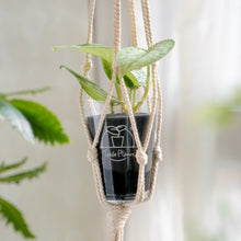 画像をギャラリービューアに読み込む, 【土を使わない観葉植物】テーブルプランツ(Table Plants) スキンダプサス