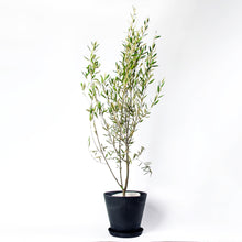 画像をギャラリービューアに読み込む, オリーブの木 7号 アートストーン鉢カバーセット 瀬戸内産