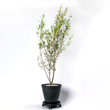 画像をギャラリービューアに読み込む, オリーブの木 7号 鉢カバー&移動に便利なキャスターセット 瀬戸内産 (ポットスタンド)