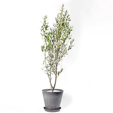 画像をギャラリービューアに読み込む, オリーブの木 7号 アートストーン鉢カバーセット 瀬戸内産