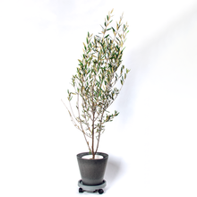 画像をギャラリービューアに読み込む, オリーブの木 7号 鉢カバー&移動に便利なキャスターセット 瀬戸内産 (ポットスタンド)