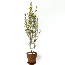 画像をギャラリービューアに読み込む, オリーブの木 7号 アートストーン鉢カバーセット 瀬戸内産