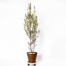 画像をギャラリービューアに読み込む, オリーブの木 7号 鉢カバー&移動に便利なキャスターセット 瀬戸内産 (ポットスタンド)