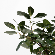 画像をギャラリービューアに読み込む, 【一点物】フランスゴムの木 まがり 8号 沖縄の観葉植物 高さ約140cm No.589