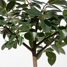 画像をギャラリービューアに読み込む, 【一点物】フランスゴムの木 まがり 8号 沖縄の観葉植物 高さ約140〜160cm No.522