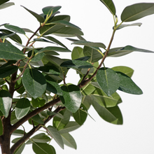 画像をギャラリービューアに読み込む, 【一点物】フランスゴムの木 まがり 8号 沖縄の観葉植物 高さ約140〜160cm No.522
