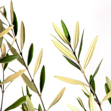 画像をギャラリービューアに読み込む, オリーブの木 5号 アートストーン鉢カバーセット 瀬戸内産