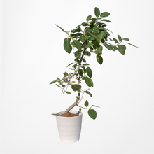 画像をギャラリービューアに読み込む, フィカス・ベンガレンシス 8号 沖縄の観葉植物 高さ約140〜160cm No.551