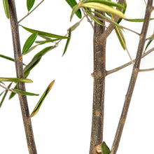 画像をギャラリービューアに読み込む, オリーブの木 7号 アートストーン鉢カバーセット 瀬戸内産