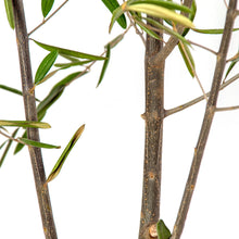 画像をギャラリービューアに読み込む, オリーブの木 7号 鉢カバー&移動に便利なキャスターセット 瀬戸内産 (ポットスタンド)