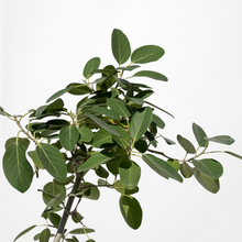 画像をギャラリービューアに読み込む, フィカス・ベンガレンシス 8号 沖縄の観葉植物 高さ約140〜160cm No.551