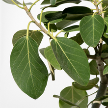 画像をギャラリービューアに読み込む, フィカス・ベンガレンシス 8号 沖縄の観葉植物 高さ約140〜160cm No.551