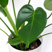 画像をギャラリービューアに読み込む, モンステラ・アダンソニー 6号 シンプルな鉢カバー&ポットスタンドセット
