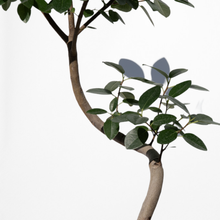 画像をギャラリービューアに読み込む, 【一点物】フランスゴムの木 まがり 8号 沖縄の観葉植物 高さ約140〜160cm No.584