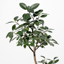 画像をギャラリービューアに読み込む, 【一点物】フランスゴムの木 まがり 8号 沖縄の観葉植物 高さ約140〜160cm No.584