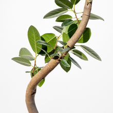 画像をギャラリービューアに読み込む, 【一点物】フランスゴムの木 まがり 8号 沖縄の観葉植物 高さ約140〜160cm No.581