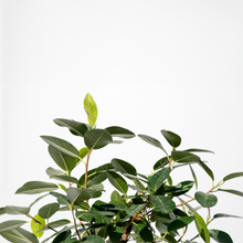 画像をギャラリービューアに読み込む, 【一点物】フランスゴムの木 まがり 8号 沖縄の観葉植物 高さ約140〜160cm No.581
