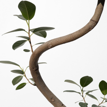 画像をギャラリービューアに読み込む, 【一点物】フランスゴムの木 まがり 8号 沖縄の観葉植物 高さ約140〜160cm No.583