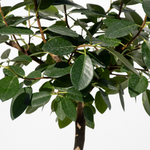 画像をギャラリービューアに読み込む, 【一点物】フランスゴムの木 まがり 8号 沖縄の観葉植物 高さ約140〜160cm No.583