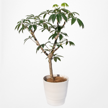 画像をギャラリービューアに読み込む, ツピタンサス 8号 沖縄の観葉植物 No.520