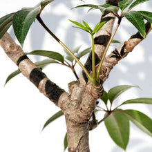 画像をギャラリービューアに読み込む, ツピタンサス 8号 沖縄の観葉植物 No.520