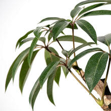 画像をギャラリービューアに読み込む, ツピタンサス 8号 沖縄の観葉植物 No.520