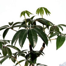 画像をギャラリービューアに読み込む, ツピタンサス 8号 沖縄の観葉植物 No.520