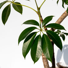 画像をギャラリービューアに読み込む, ツピタンサス 8号 沖縄の観葉植物 No.215